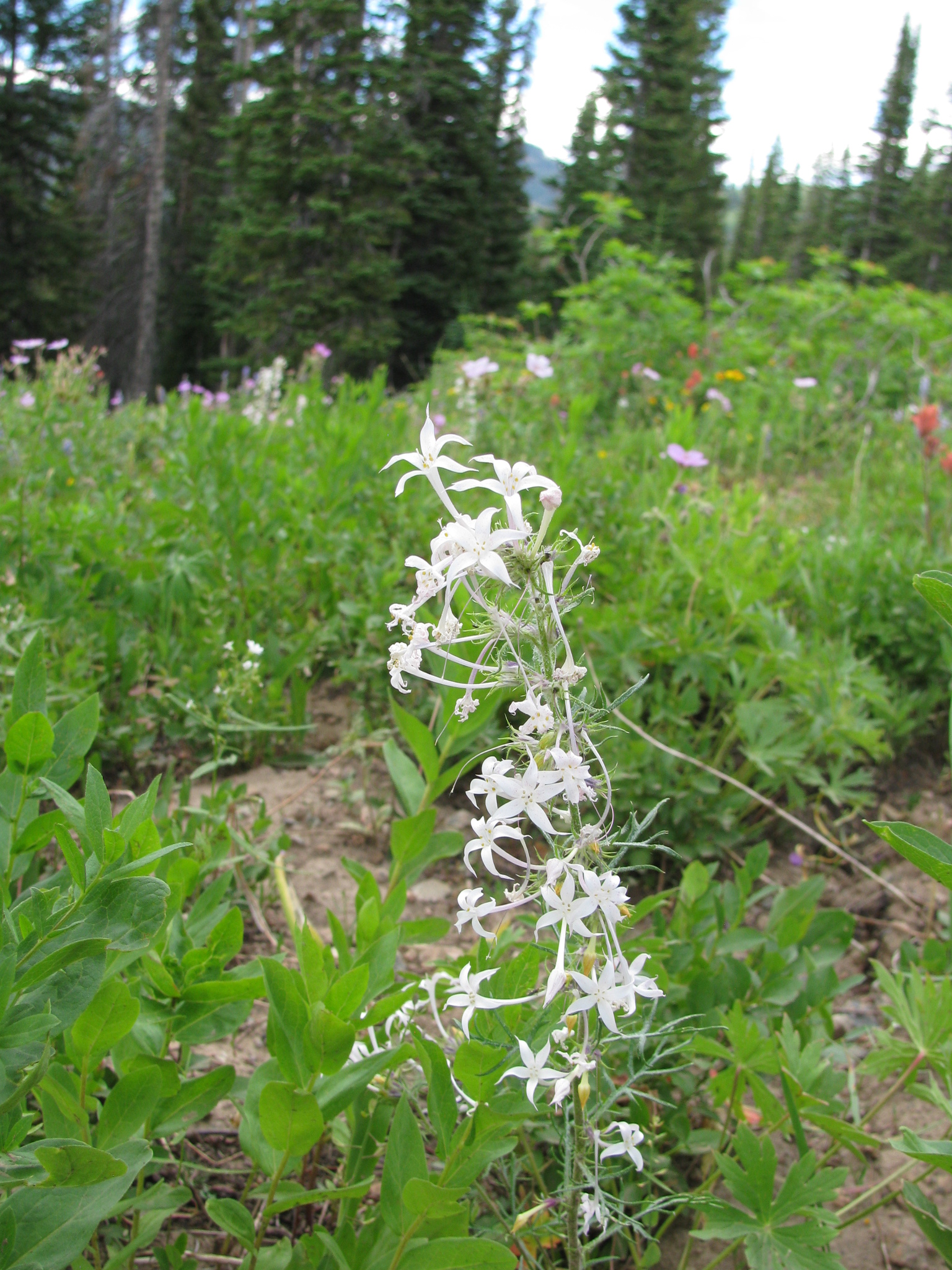 Ipomopsis aggregata ssp. weberi