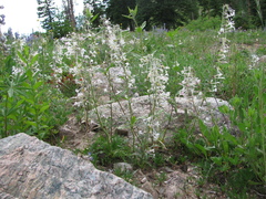 Ipomopsis aggregata weberi