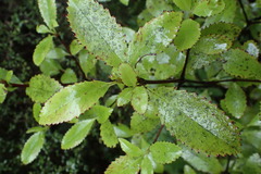 Ascarina lucida lucida