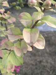 Lagerstroemia