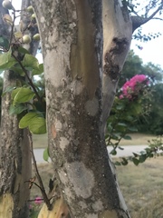 Lagerstroemia