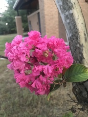 Lagerstroemia