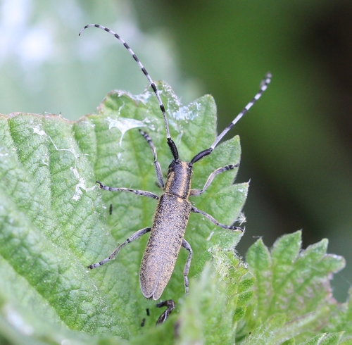 Photo of Golden-bloomed Longhorn Beetle (Agapanthia villosoviridescens)