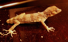 Tenuidactylus elongatus