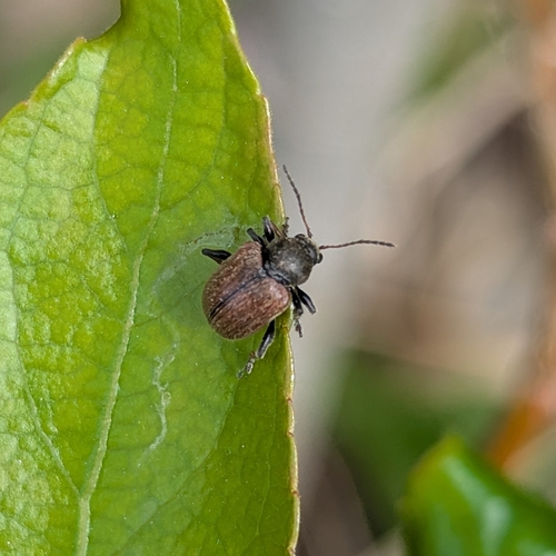 Western Grape Rootworm photo 6