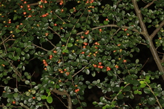 Cotoneaster hjelmqvistii