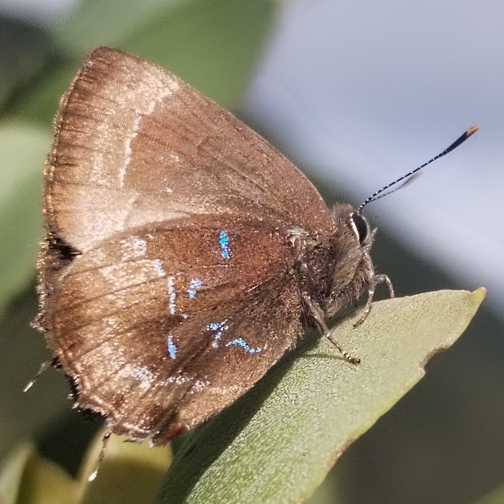 Ocaria clepsydra