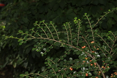 Cotoneaster hjelmqvistii