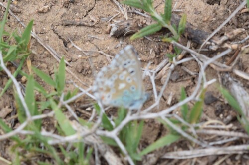 Spotted Adonis Blue