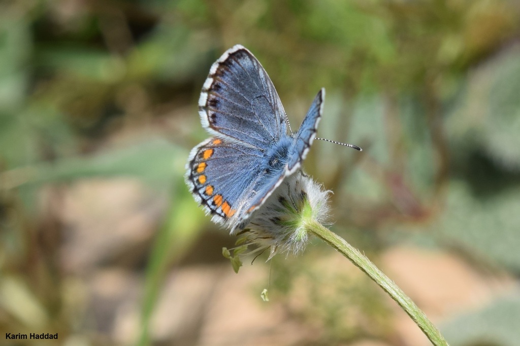 Fatma's Blue