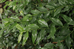 Sarcococca