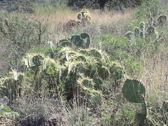 Opuntia chisosensis