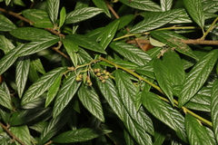 Cotoneaster salicifolius