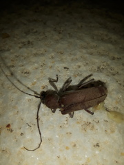 Hesperophanes sericeus