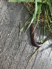 Lumbricus terrestris