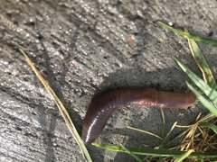 Lumbricus terrestris