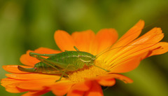 Poecilimon intermedius