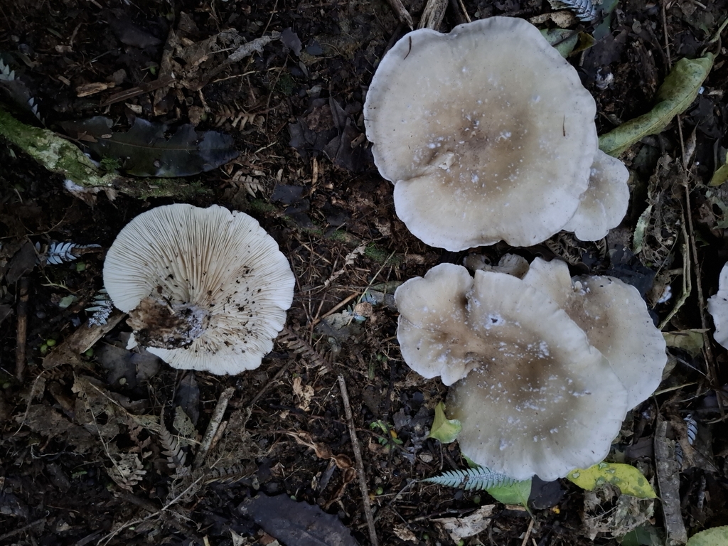 Clitocybe nebularis · May 2025 · photo: © keen2learn (iNaturalist, cc0)