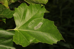Phyllonorycter leucographella