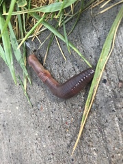 Lumbricus terrestris