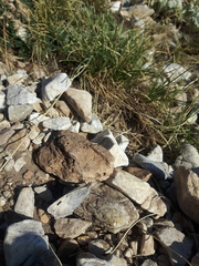 Pseudochazara graeca