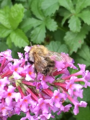 Bombus pascuorum
