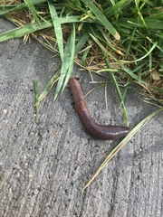 Lumbricus terrestris