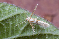 Stathmopodidae