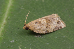 Neocalyptis affinisana
