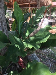 Anthurium schlechtendalii