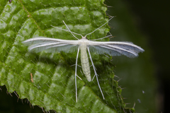 Pterophorus lacteipennis