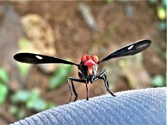 Clitodoca fenestralis