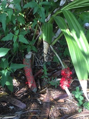 Anthurium schlechtendalii