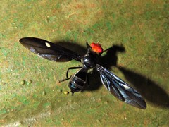 Clitodoca fenestralis