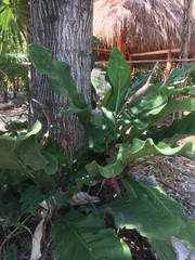 Anthurium schlechtendalii