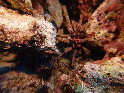 Chondrocidaris gigantea observed 2025-05-12