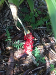 Anthurium schlechtendalii