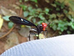 Clitodoca fenestralis