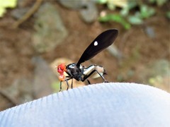 Clitodoca fenestralis