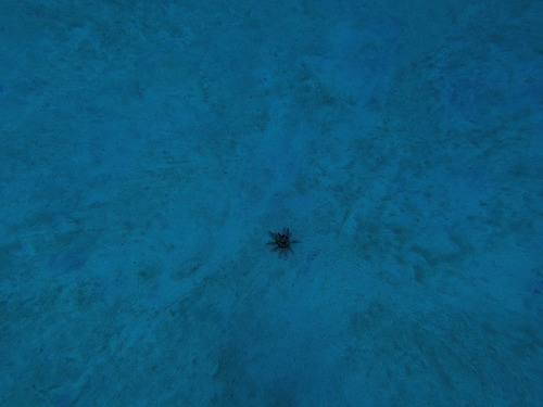 Chondrocidaris gigantea observed 2025-05-12