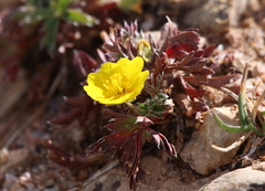 Dasiphora fruticosa