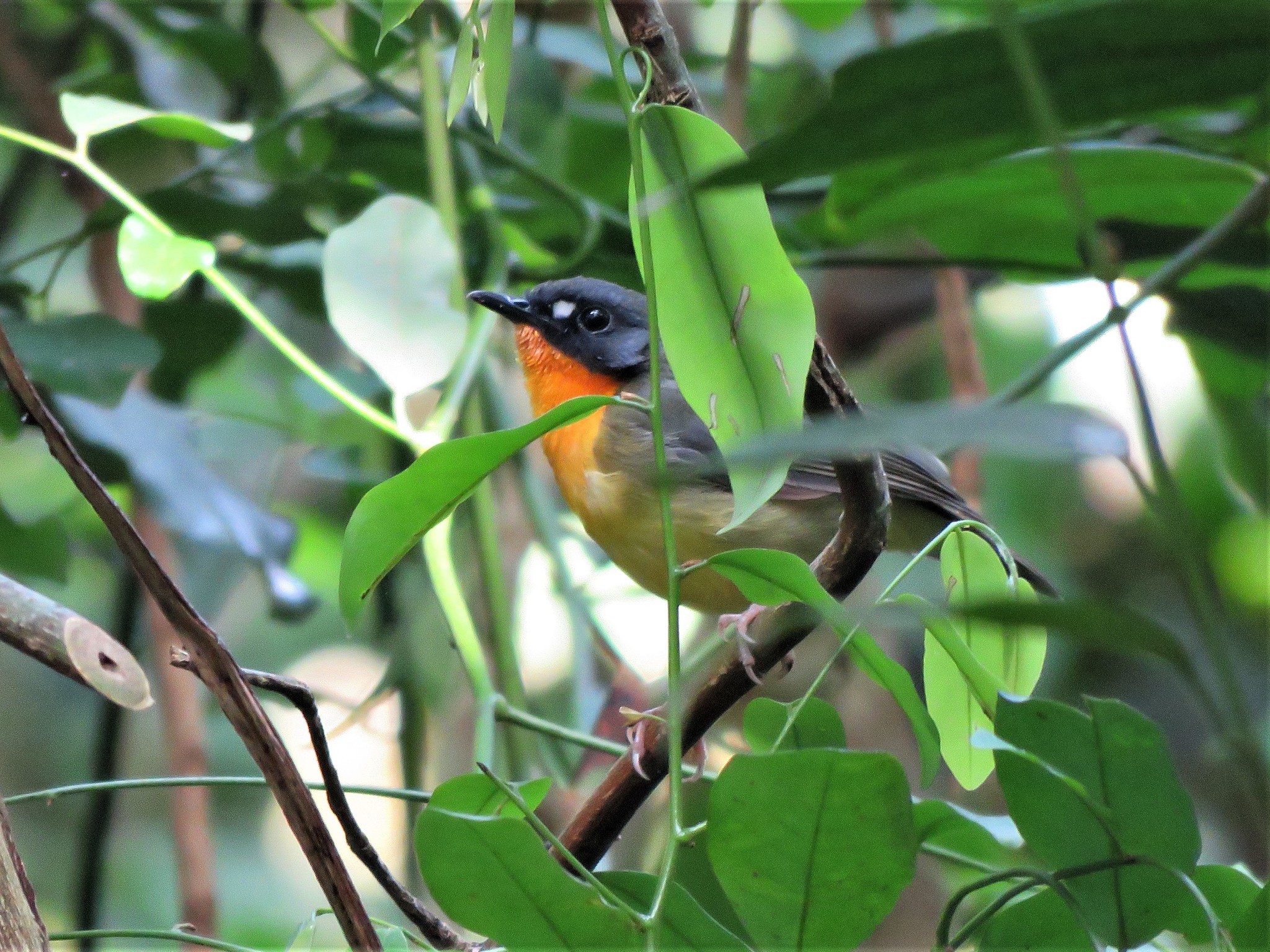 Yellow-breasted Forest Robin illustration
