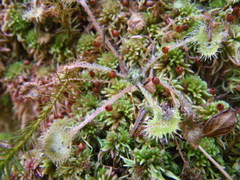 Drosera rotundifolia image
