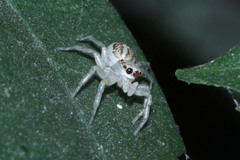 Salticidae