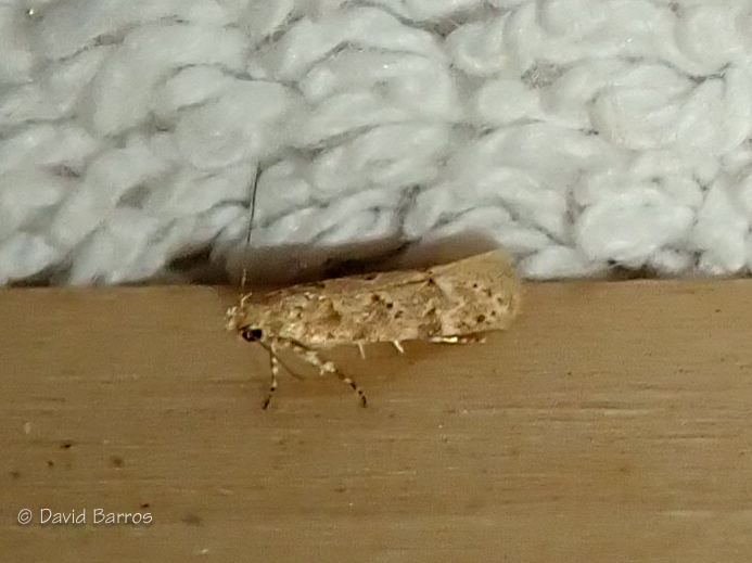 Ornativalva longiductella