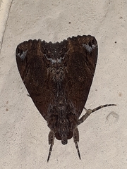 Ercheia