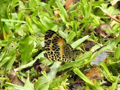 Symbrenthia hypselis