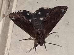Ercheia