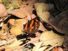 Symbrenthia hypselis