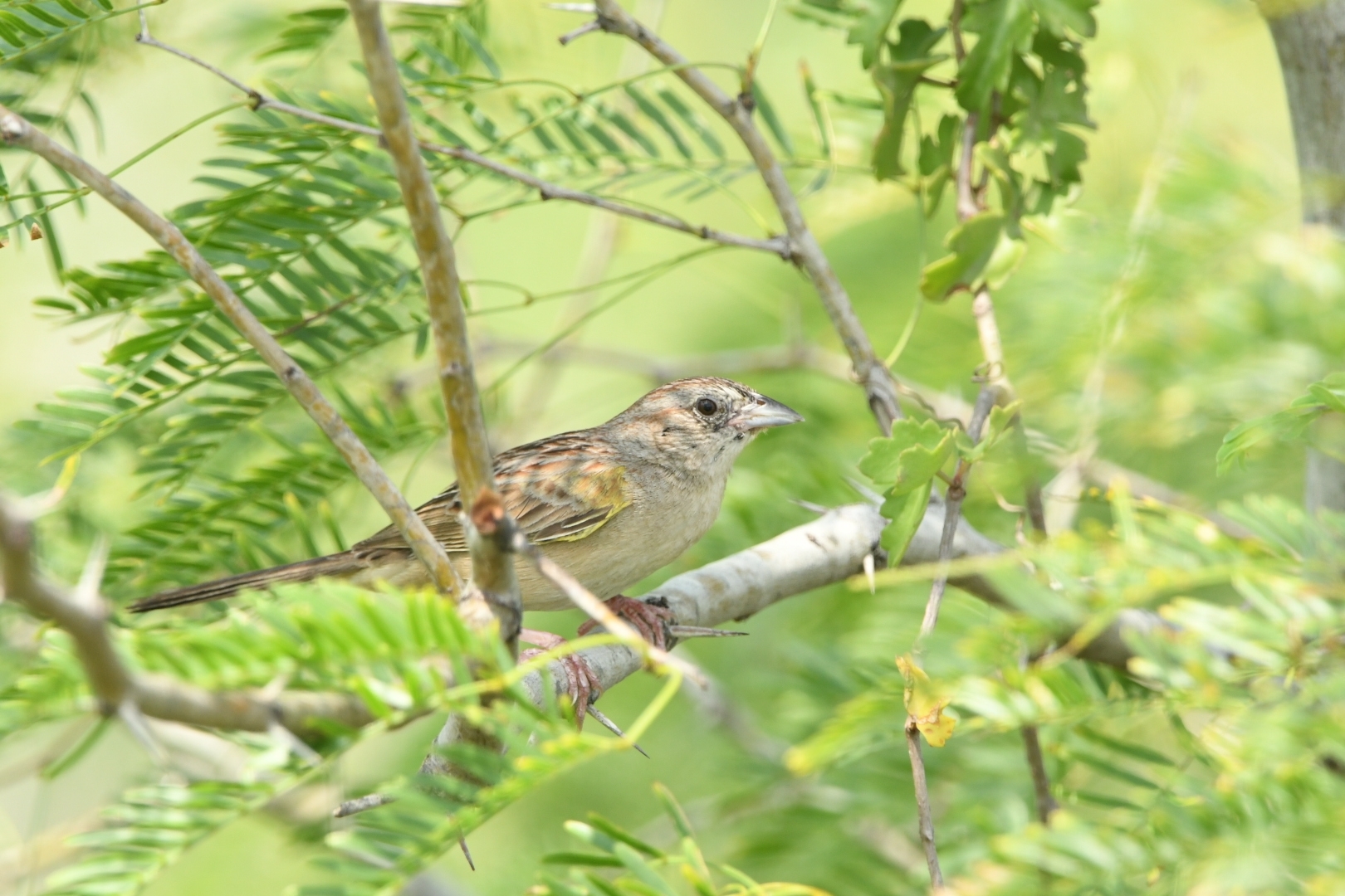 Botteri's Sparrow (Peucaea botterii), photo 6